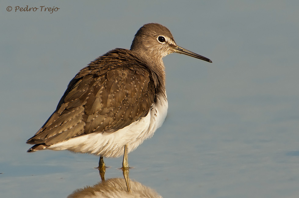 Anadarrios grande (Tringa ochropus)